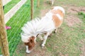 White and brown shetland pony on a farm in Devon Royalty Free Stock Photo