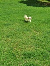 White and brown shih-tzu in a field of green grass Royalty Free Stock Photo