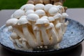 White and brown shimeji edible mushrooms native to East Asia, buna-shimeji is widely cultivated and rich umami tasting compounds