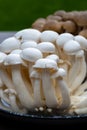 White and brown shimeji edible mushrooms native to East Asia, buna-shimeji is widely cultivated and rich umami tasting compounds