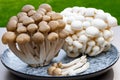 White and brown shimeji edible mushrooms native to East Asia, buna-shimeji is widely cultivated and rich umami tasting compounds Royalty Free Stock Photo