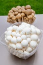 White and brown shimeji edible mushrooms native to East Asia, buna-shimeji is widely cultivated and rich umami tasting compounds Royalty Free Stock Photo