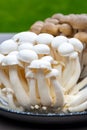 White and brown shimeji edible mushrooms native to East Asia, buna-shimeji is widely cultivated and rich umami tasting compounds Royalty Free Stock Photo