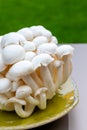 White and brown shimeji edible mushrooms native to East Asia, buna-shimeji is widely cultivated and rich umami tasting compounds Royalty Free Stock Photo