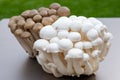 White and brown shimeji edible mushrooms native to East Asia, buna-shimeji is widely cultivated and rich umami tasting compounds Royalty Free Stock Photo