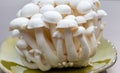 White and brown shimeji edible mushrooms native to East Asia, buna-shimeji is widely cultivated and rich umami tasting compounds Royalty Free Stock Photo