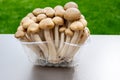White and brown shimeji edible mushrooms native to East Asia, buna-shimeji is widely cultivated and rich umami tasting compounds Royalty Free Stock Photo