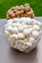 White and brown shimeji edible mushrooms native to East Asia, buna-shimeji is widely cultivated and rich umami tasting compounds Royalty Free Stock Photo