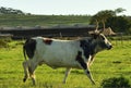 The white and brown skin colors of a Nguni bull