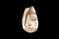 White-brown small conical sea shell isolated on black background Royalty Free Stock Photo