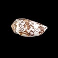 White-brown small conical sea shell isolated on black background Royalty Free Stock Photo