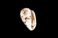 White-brown small conical sea shell isolated on black background Royalty Free Stock Photo