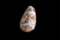 White-brown small conical sea shell isolated on black background Royalty Free Stock Photo