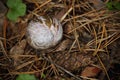 White and brown snail shell in brown dry fallen leaves Royalty Free Stock Photo