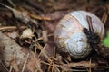 White and brown snail shell in brown dry fallen leaves Royalty Free Stock Photo