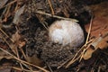 White and brown snail shell on the ground Royalty Free Stock Photo