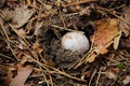 White and brown snail shell on the ground Royalty Free Stock Photo