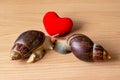 White And Brown Snails And Heart Made Of Fur. Achatina Snails And Red Heart On A Wooden Background. Happy Valentine`s Day