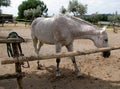 White with brown spots on coat horse