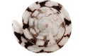 White with brown spots seashell with spiral, macro, close-up, isolate on a white background Royalty Free Stock Photo