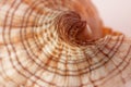White with brown spots seashell with spiral, macro, close-up, isolate on a white background Royalty Free Stock Photo