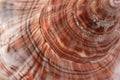 White with brown spots seashell with spiral, macro, close-up, isolate on a white background Royalty Free Stock Photo