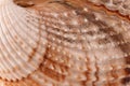 White with brown spots seashell with spiral, macro, close-up, isolate on a white background Royalty Free Stock Photo