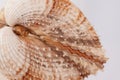 White with brown spots seashell with spiral, macro, close-up, isolate on a white background Royalty Free Stock Photo