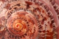 White with brown spots seashell with spiral, macro, close-up, isolate on a white background Royalty Free Stock Photo