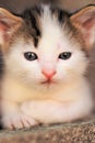 White with brown spots small baby kitten portrait, cute kitty closeup face Royalty Free Stock Photo