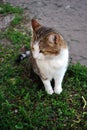 White and brown spotted Cyprus cat breed sitting on grass Royalty Free Stock Photo