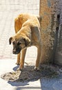White and brown street dog urinating on a wall Royalty Free Stock Photo