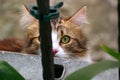 Cat looking directly at the camera lens with one eye behind fence bar