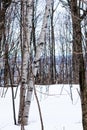 White and brown trees in a snowy landscape