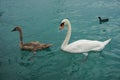 White and brown tundra swans swimming in the sea with a duck