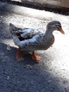 White and brown waddling duck Royalty Free Stock Photo