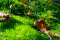 White brown wild mushrooms growing in the moss.