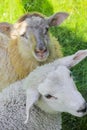 White and brown woolly sheep in meadow, Hemsedal, Norway