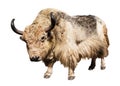 White and brown yak isolated on white background