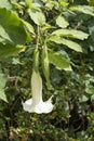 Brugmansia: White Angel`s Trumpet Royalty Free Stock Photo
