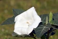 White Brugmansia (Datura metel)