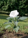 White Brugmansia (Datura metel)