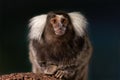 White brush-eared marmoset looking at camera. Small monkey on a tree. Royalty Free Stock Photo