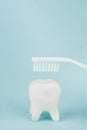 White brush under model of tooth on blue background. Healthy dental equipment tools for dental care. Dentist stomatology medical Royalty Free Stock Photo