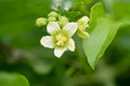 White bryony bryonia alba flower