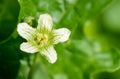 White bryony bryonia alba flower Royalty Free Stock Photo