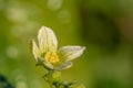 White bryony bryonia alba flower Royalty Free Stock Photo