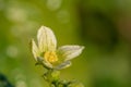 White bryony bryonia alba flower