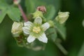 White bryony bryonia alba flower Royalty Free Stock Photo