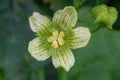 White bryony bryonia alba flower